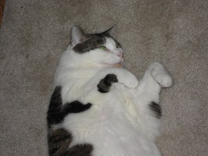 Fiznit, the Super Cat