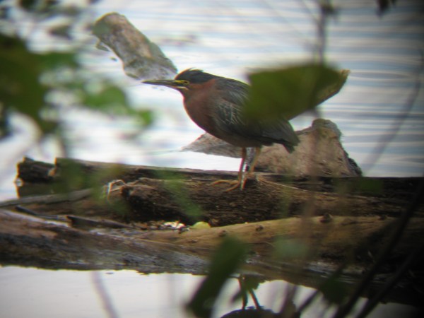 Green Heron @ Lake Roland