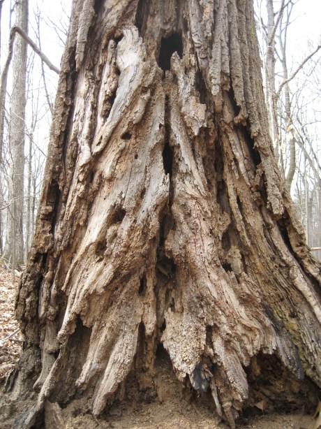 © 2012 S. D. Stewart, Oregon Ridge