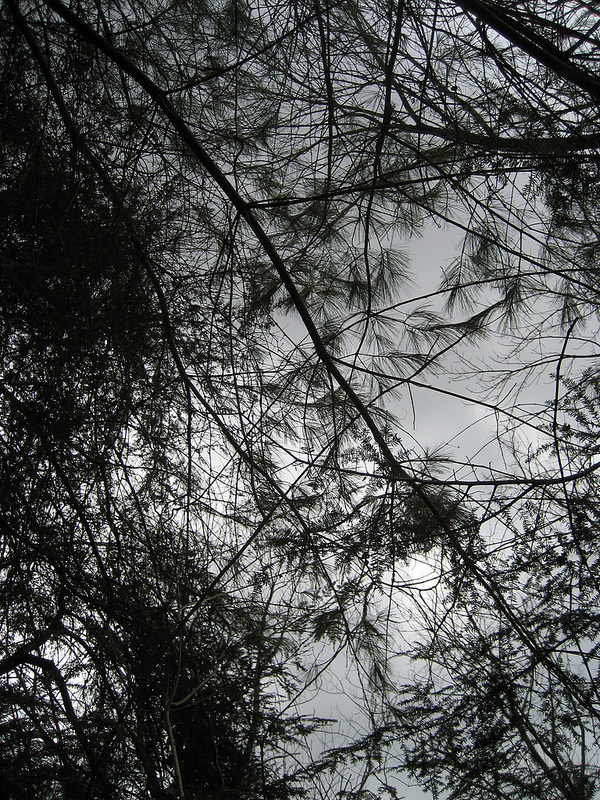 inthepines © 2012 S. D. Stewart, Oregon Ridge