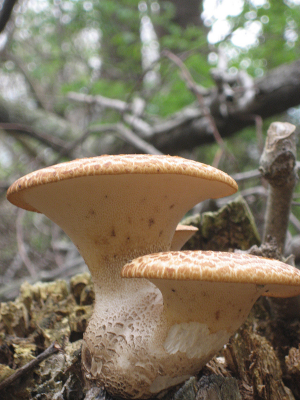 mushrooms2 © 2012 S. D. Stewart