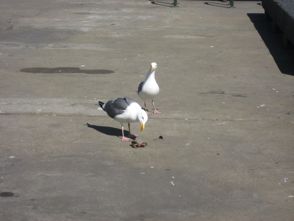 © 2012 S. D. Stewart, Western Gulls with crab