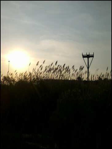 wetlands © 2012 S. D. Stewart, Wetlands at Fort McHenry, Baltimore, MD