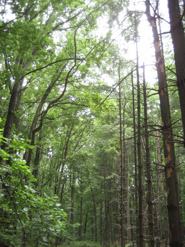 Gunpowder Falls State Park © 2012 S. D. Stewart, Gunpowder Falls State Park, Sweathouse Branch Wildlands Area