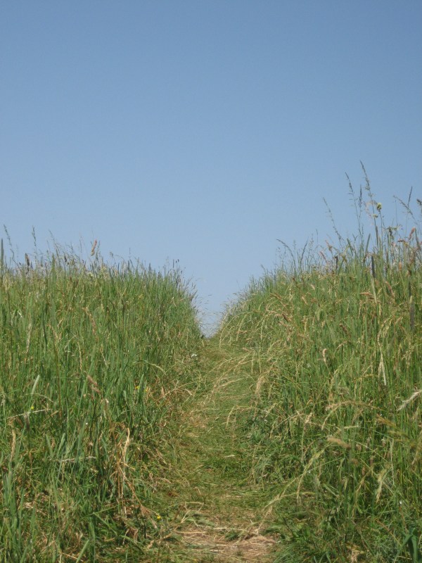 © 2012 S. D. Stewart, Max Patch Trail, Pisgah National Forest, North Carolina