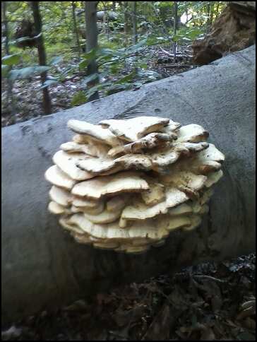 © 2012 S. D. Stewart