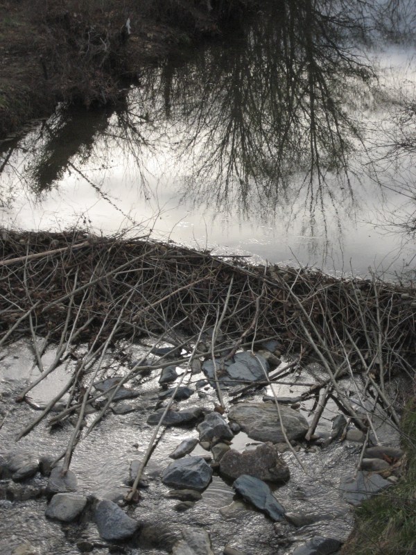 Dam in the making © 2012 S. D. Stewart