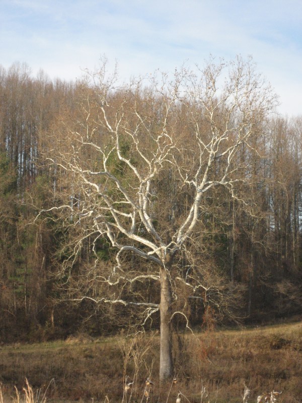 Sycamore © 2012 S. D. Stewart