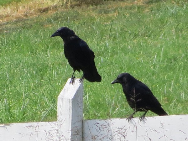 Crows on a fence, © 2015 S. D. Stewart