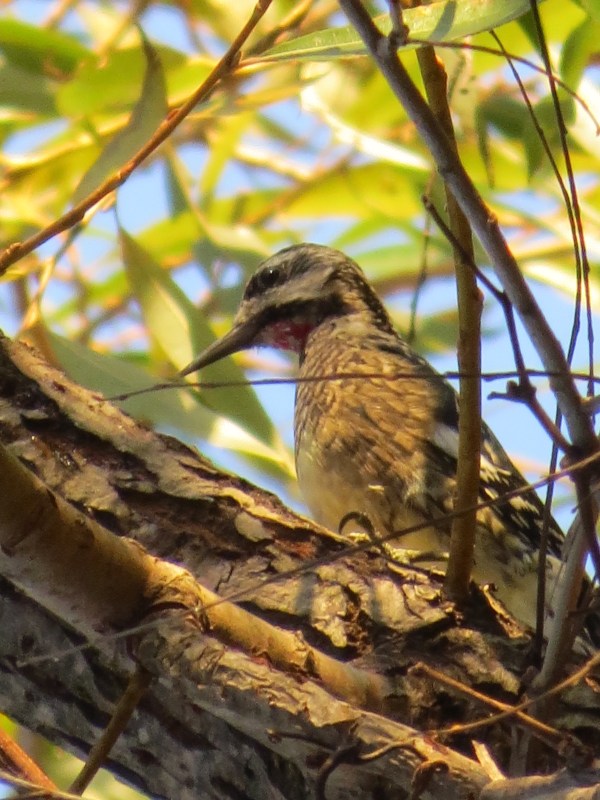 Yellow-bellied Sapsucker, © 2015 S. D. Stewart