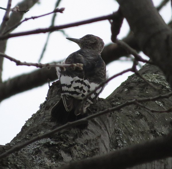 Red-headed Woodpecker © 2015 S. D. Stewart