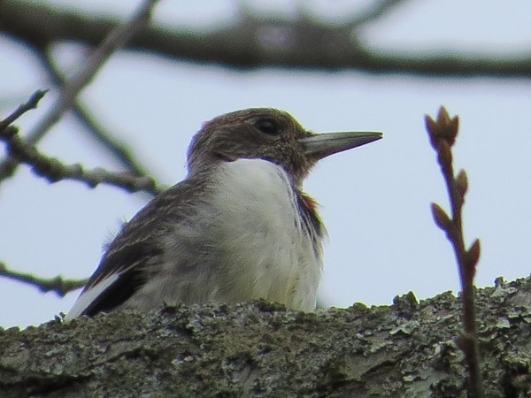 Red-headed Woodpecker © 2015 S. D. Stewart
