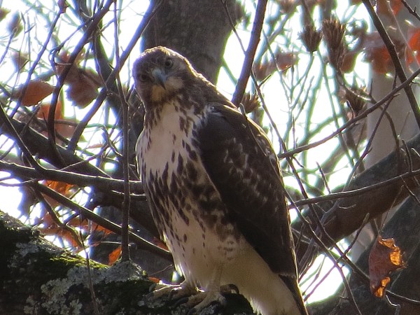 Red-tailed Hawk, © 2015 S. D. Stewart