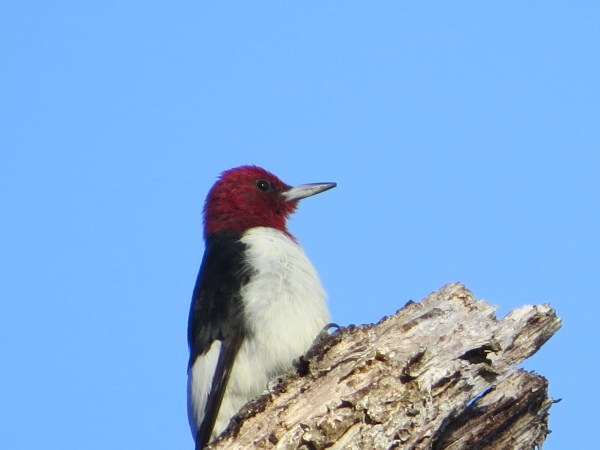 Adult Red-headed Woodpecker at North Point State Park, © 2015 S. D. Stewart