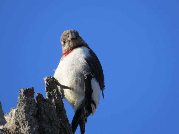 Red-headed Woodpecker at North Point State Park, © 2015 S. D. Stewart