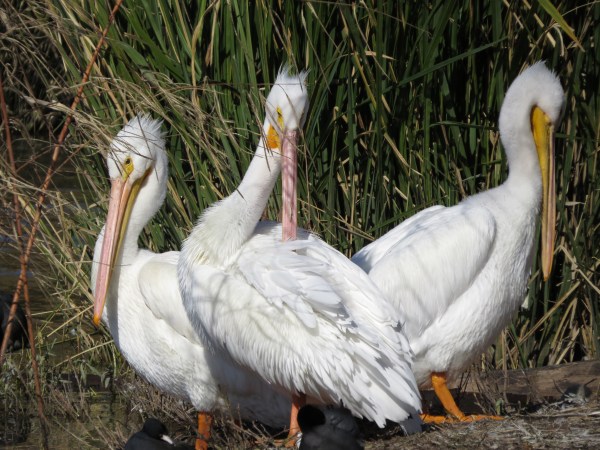 American White Pelicans, © 2015 S. D. Stewart