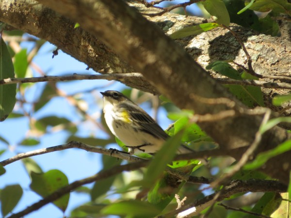 Yellow-rumped Warbler, Dallas, TX, © 2015 S. D. Stewart