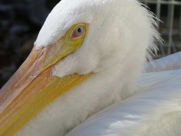 American White Pelican at Rogers Wildlife Rehabilitation Center, Hutchins, TX, © 2015 S. D. Stewart