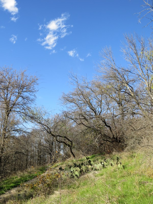 Cedar Ridge Preserve, Dallas, TX, © 2015 S. D. Stewart