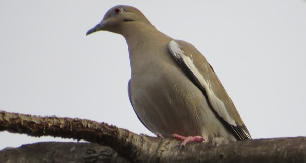 White-winged Dove, Dallas, TX, © 2015 S. D. Stewart