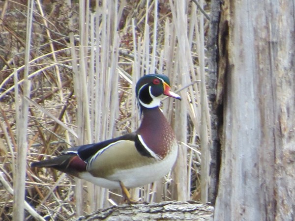 Wood Duck, © 2016 S. D. Stewart