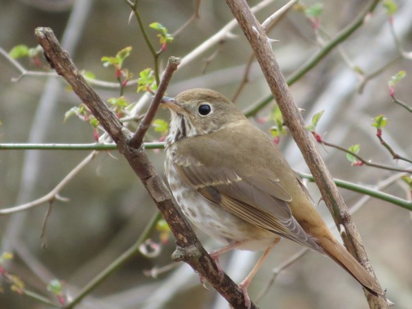 Hermit Thrush, © 2016 S. D. Stewart
