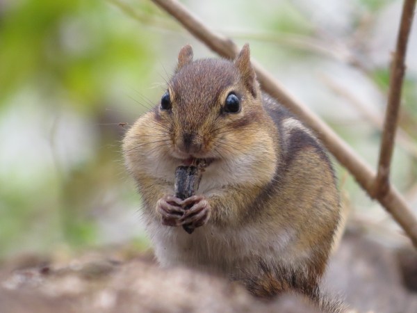 Eastern Chipmunk, © 2016 S. D. Stewart