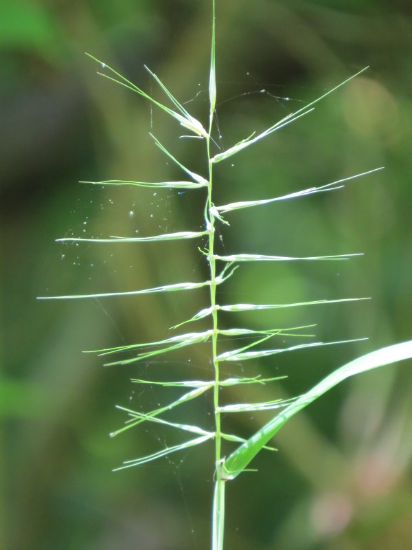 Streamside Attraction No. 2, © 2016 S. D. Stewart