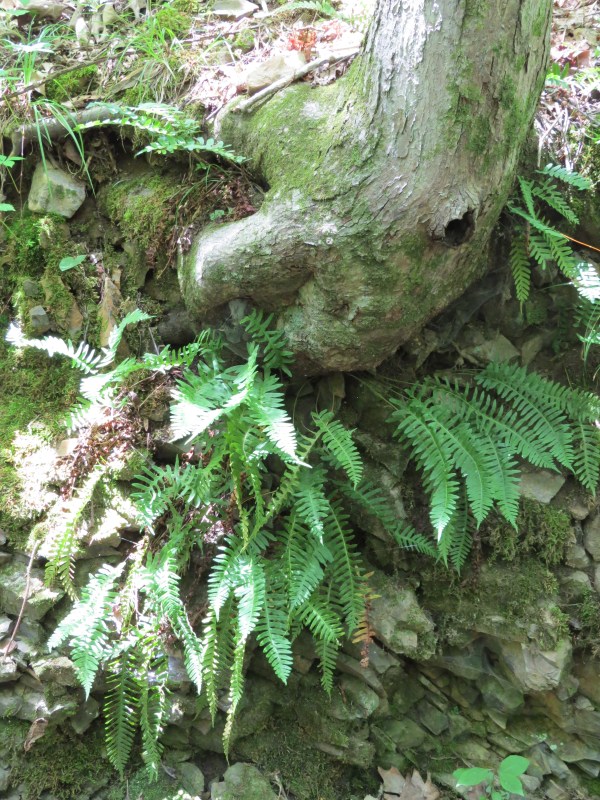 Streamside Attraction No. 3, © 2016 S. D. Stewart