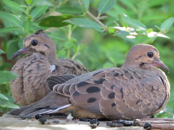 Juvenile Mourning Doves, © 2016 S. D. Stewart