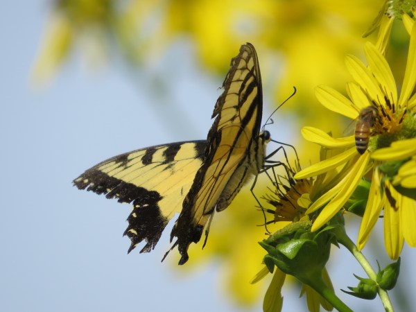 Worn late-summer Eastern Tiger Swallowtail with bee companion, © 2016 S. D. Stewart