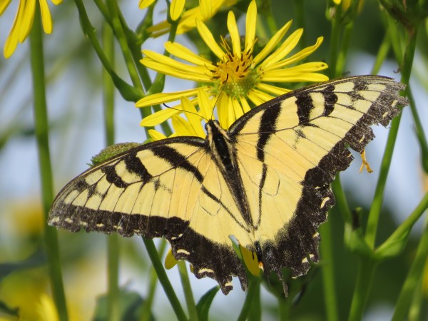 Worn late-summer Eastern Tiger Swallowtail, © 2016 S. D. Stewart
