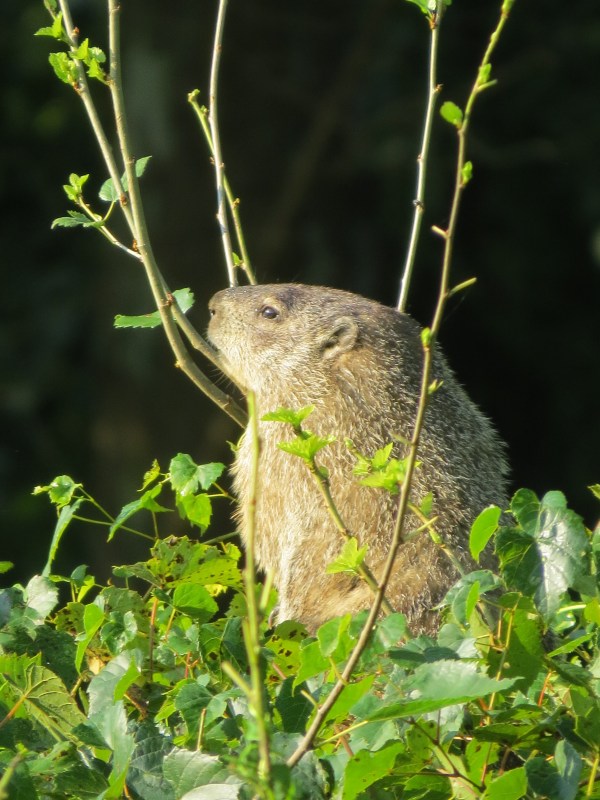 Groundhog, © 2016 S. D. Stewart