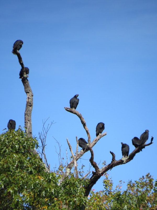 Tree full of roosting Black Vultures, © 2016 S. D. Stewart