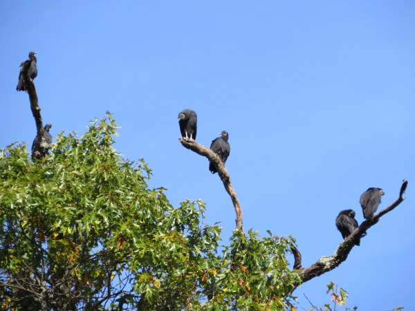 Tree full of roosting Black Vultures, , © 2016 S. D. Stewart