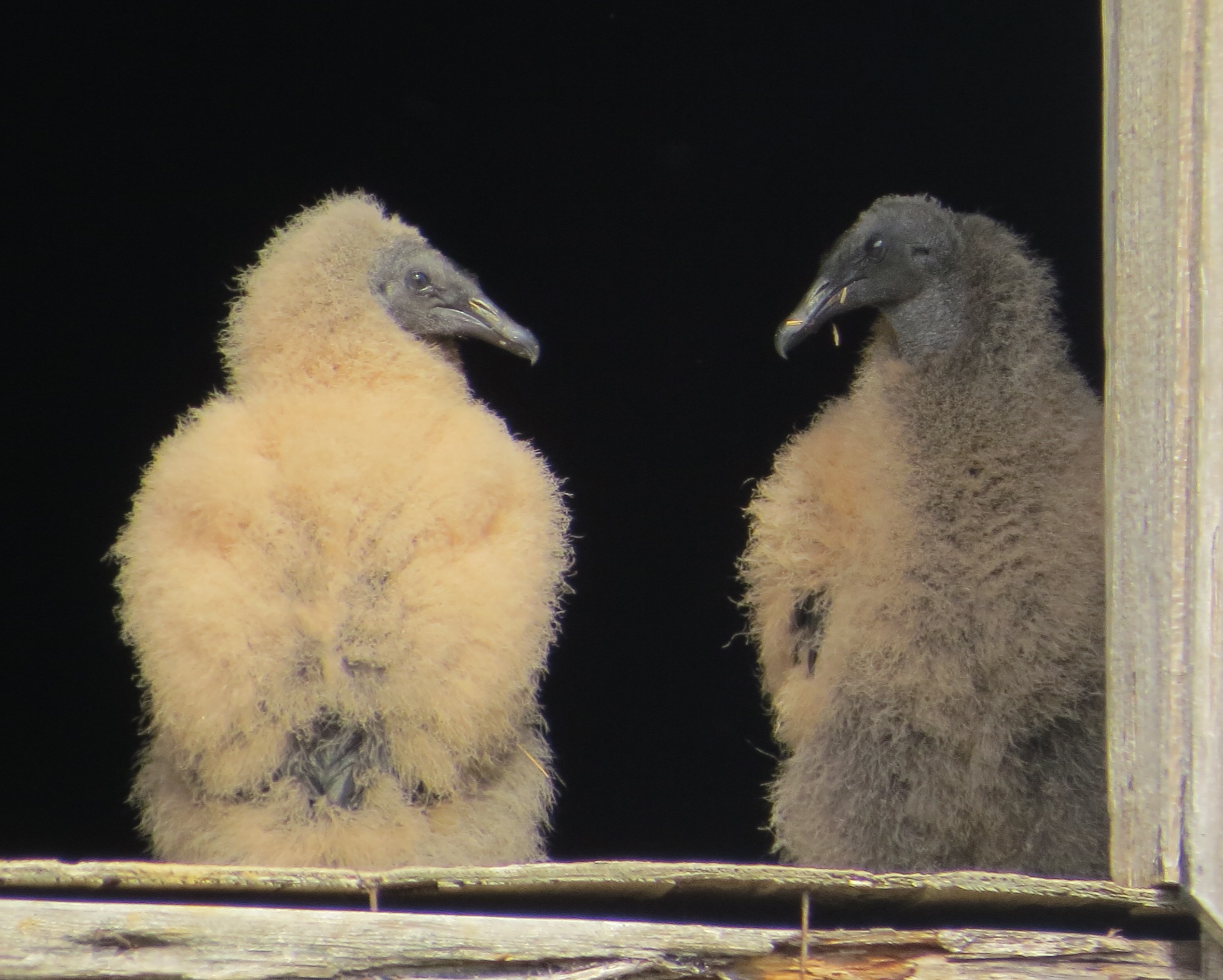 Black Vulture nestlings at Center for Maryland Agriculture and Farm Park, Cockeysville, MD. © 2017 S. D. Stewart