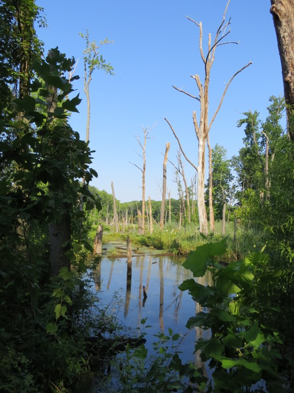 Black Marsh Wildlands Area, Edgemere, Maryland, USA. © 2017 S. D. Stewart