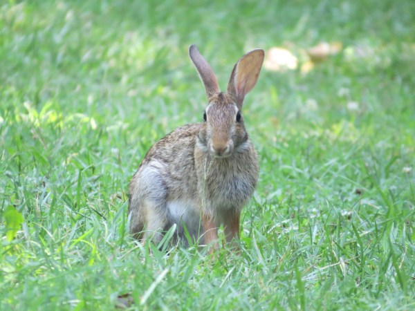 Eastern Cottontail at North Point State Park, Edgemere, Maryland, USA. © 2017 S. D. Stewart