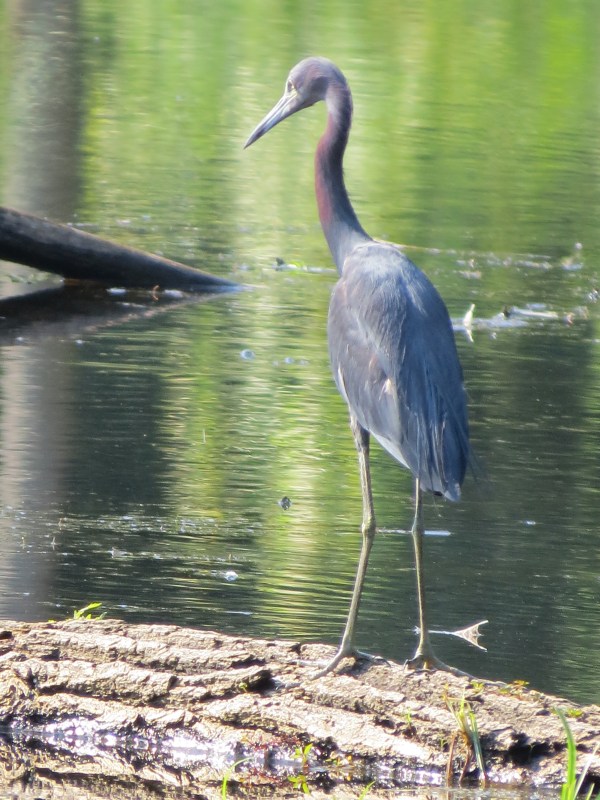 Little Blue Heron at Black Marsh Wildlands Area, Edgemere, Maryland, USA. © 2017 S. D. Stewart