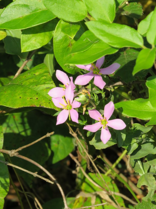 Rose Pink (Sabatia angularis) at North Point State Park, Edgemere, Maryland, USA. © 2017 S. D. Stewart