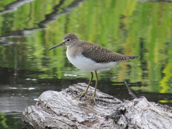 Solitary Sandpiper at Irvine Nature Center, Baltimore County, Maryland, USA. © 2017 S. D. Stewart
