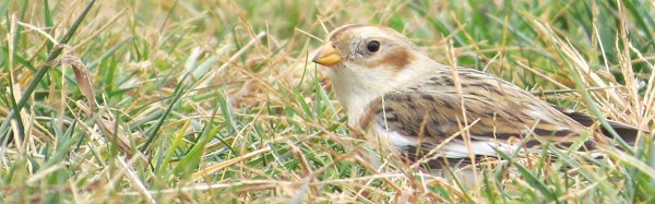 Snow Bunting at North Point State Park, Maryland, USA. © 2016 S. D. Stewart