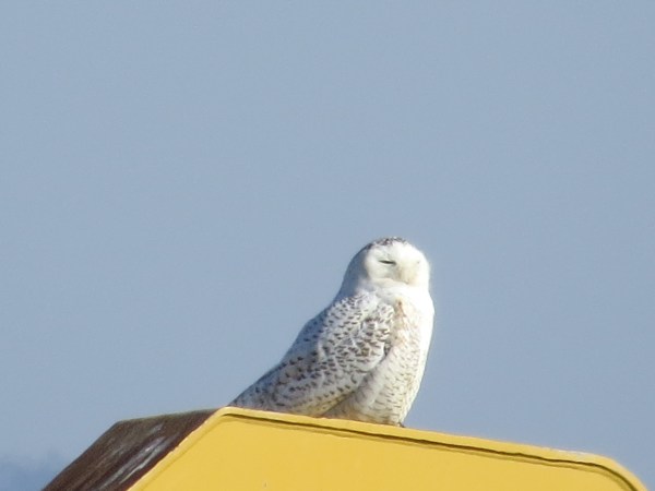 Snowy Owl at Hart-Miller Island, Baltimore County, Maryland, USA. © 2018 S. D. Stewart