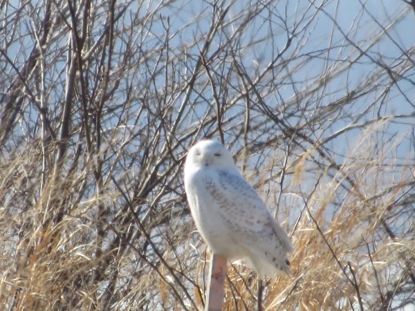 Snowy Owl at Hart-Miller Island, Baltimore County, Maryland, USA. © 2018 S. D. Stewart