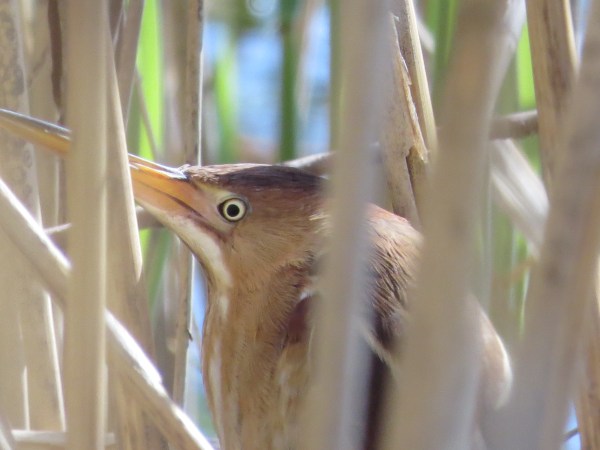 A Least Bittern does its best to avoid the camera at Patterson Park, Baltimore, Maryland, USA. © 2018 S. D. Stewart